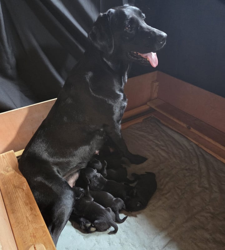 Labrador Retriever - De L'Essart Aux Pommiers