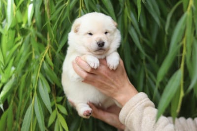 Les chiots de Shiba