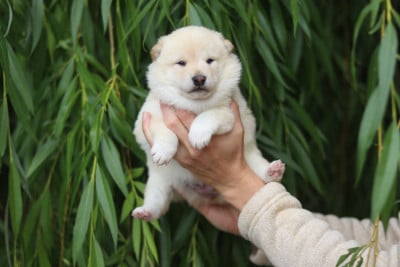 Les chiots de Shiba