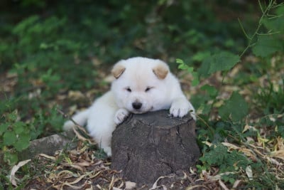 Les chiots de Shiba