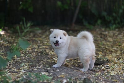 Les chiots de Shiba