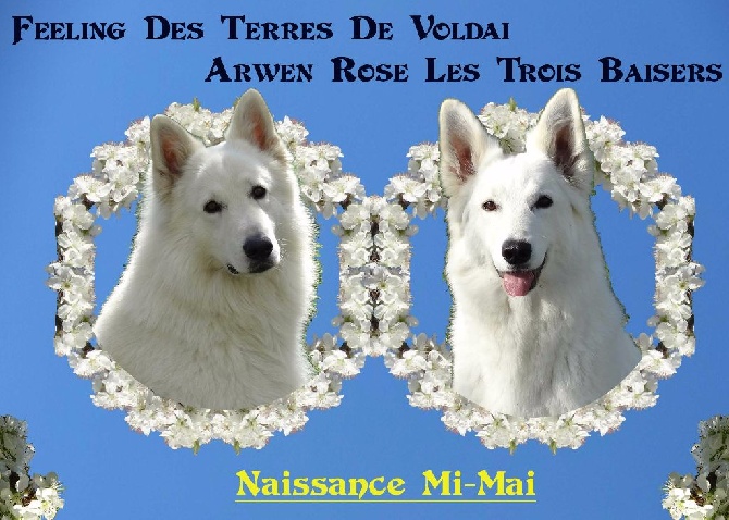 Accueil Elevage Du Diamant De Sancy Eleveur De Chiens