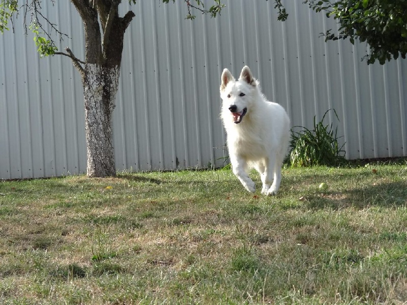 Photo Elevage Du Diamant De Sancy Eleveur De Chiens