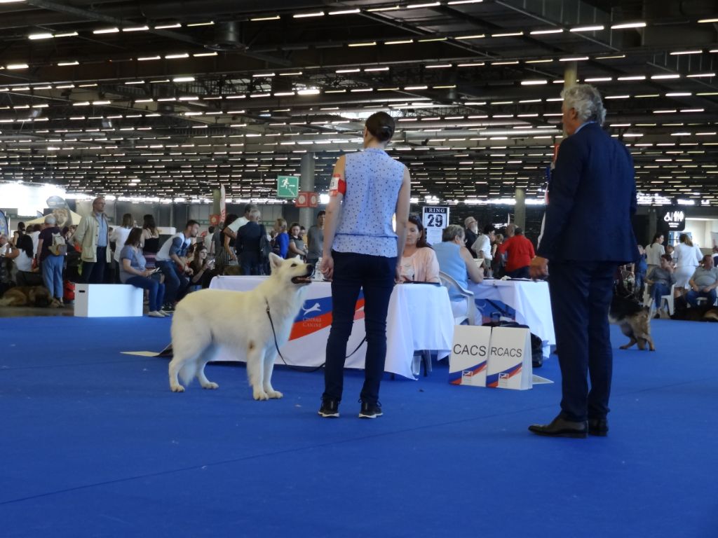Feeling des Terres de Voldaï - Excellent 2ème en Classe Vétéran