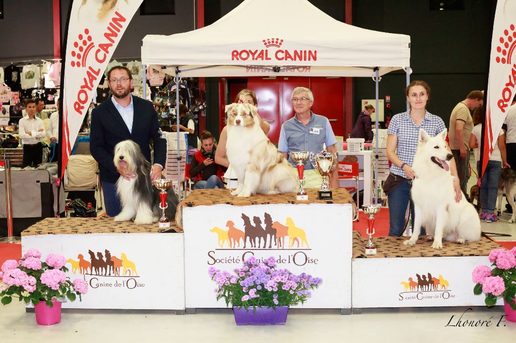 Feeling des Terres de Voldaï - 1er Excellent CACS - Meilleur de Race - 3ème Meilleur chien du Groupe 1