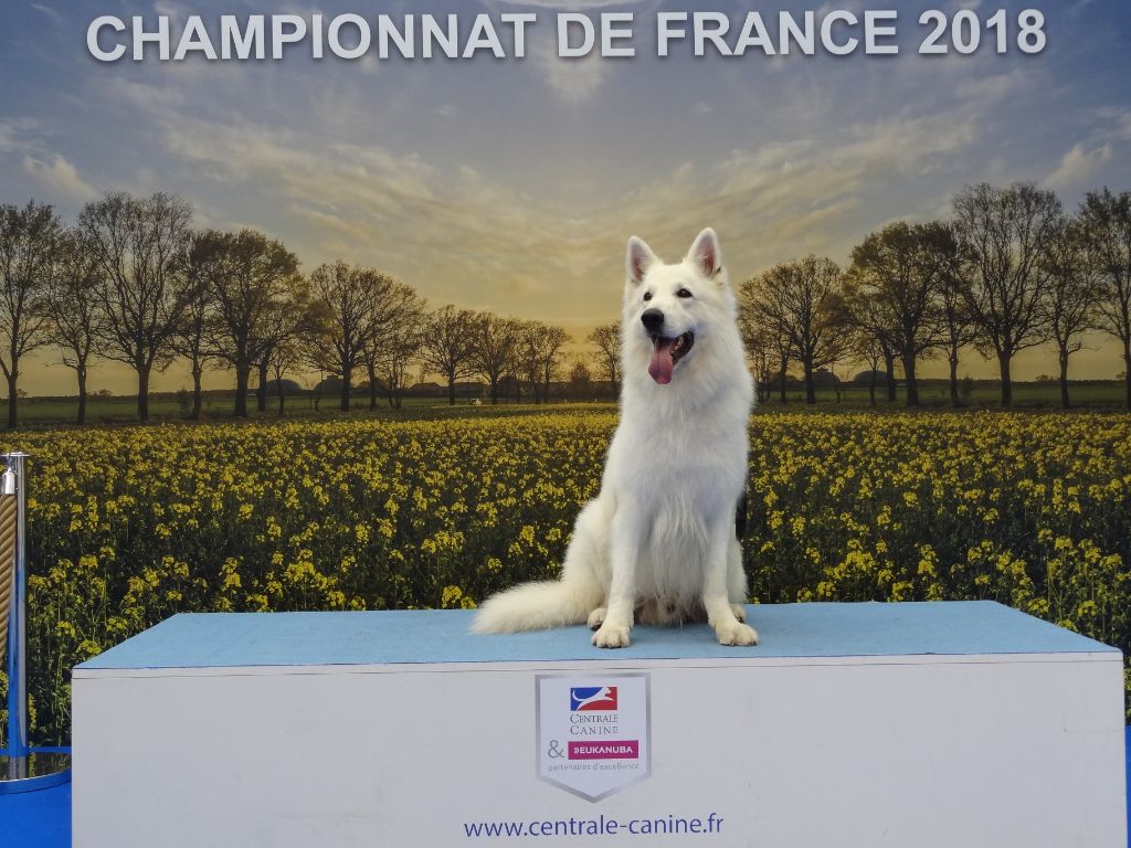 Feeling des Terres de Voldaï - Excellent 6ème en Classe Ouverte