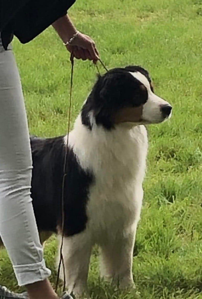 Sacha Butterfly Colors