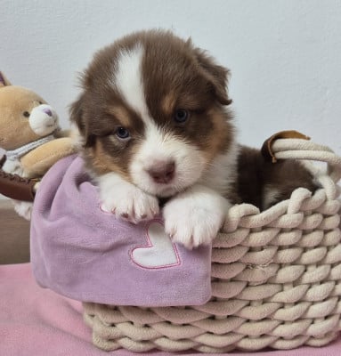 Les chiots de Berger Australien