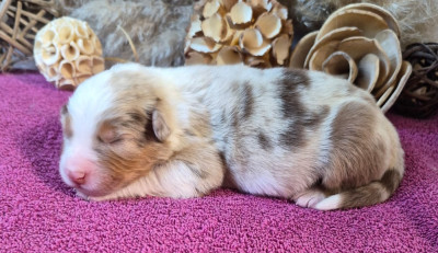 Les chiots de Berger Australien