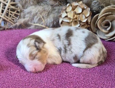 Les chiots de Berger Australien