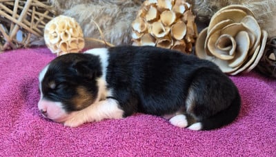 Les chiots de Berger Australien