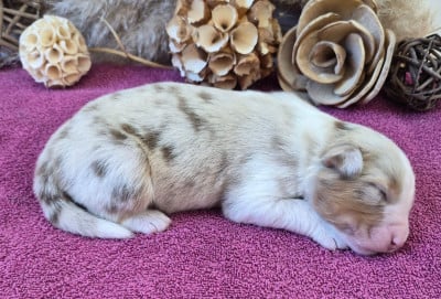Les chiots de Berger Australien
