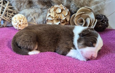 Les chiots de Berger Australien