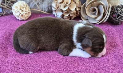 Les chiots de Berger Australien