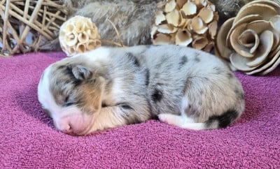 Les chiots de Berger Australien