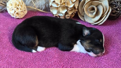 Les chiots de Berger Australien