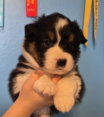 Les chiots de Berger Australien