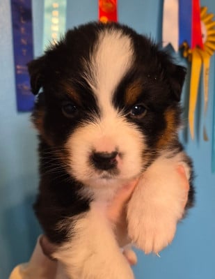 Les chiots de Berger Australien