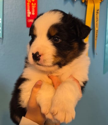 Les chiots de Berger Australien