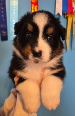 Les chiots de Berger Australien