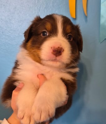 Les chiots de Berger Australien
