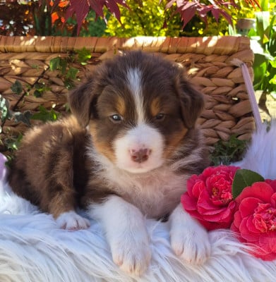 Les chiots de Berger Australien