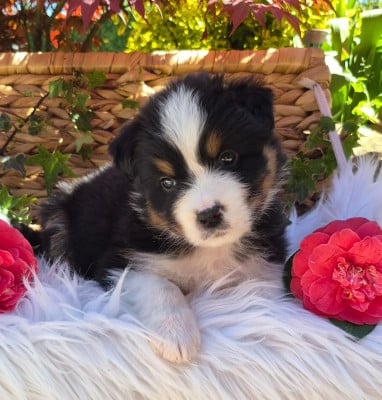 Les chiots de Berger Australien