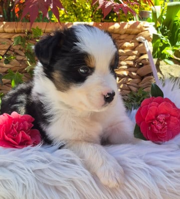 Les chiots de Berger Australien