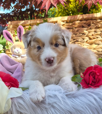 Les chiots de Berger Australien