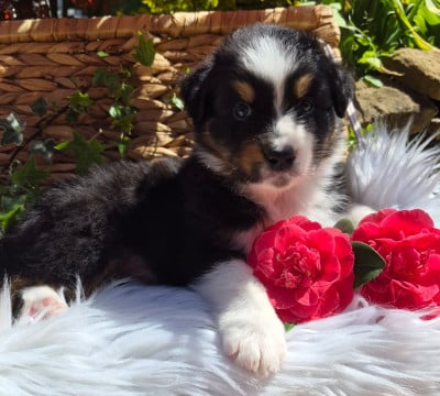 Les chiots de Berger Australien