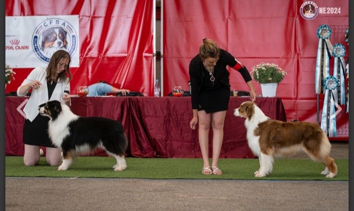 Never ending Of Falnette History - 1 ère Excellent Femelle Neutré