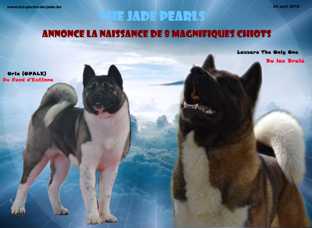 The jade pearls - Akita americain - Portée née le 24/04/2018