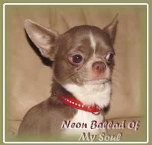 Publication : Des Folie's Louise De Vances