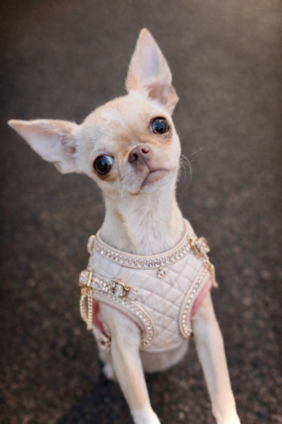 Voxel Ux Ambre céleste