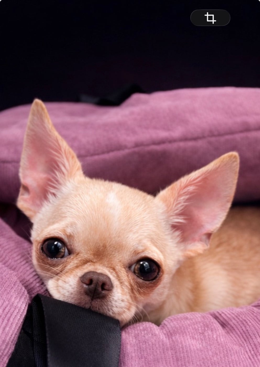 Voxel Ux Ambre céleste