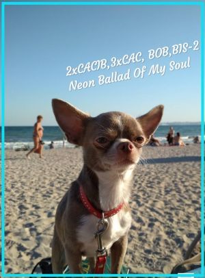 Publication : Des Folie's Louise De Vances