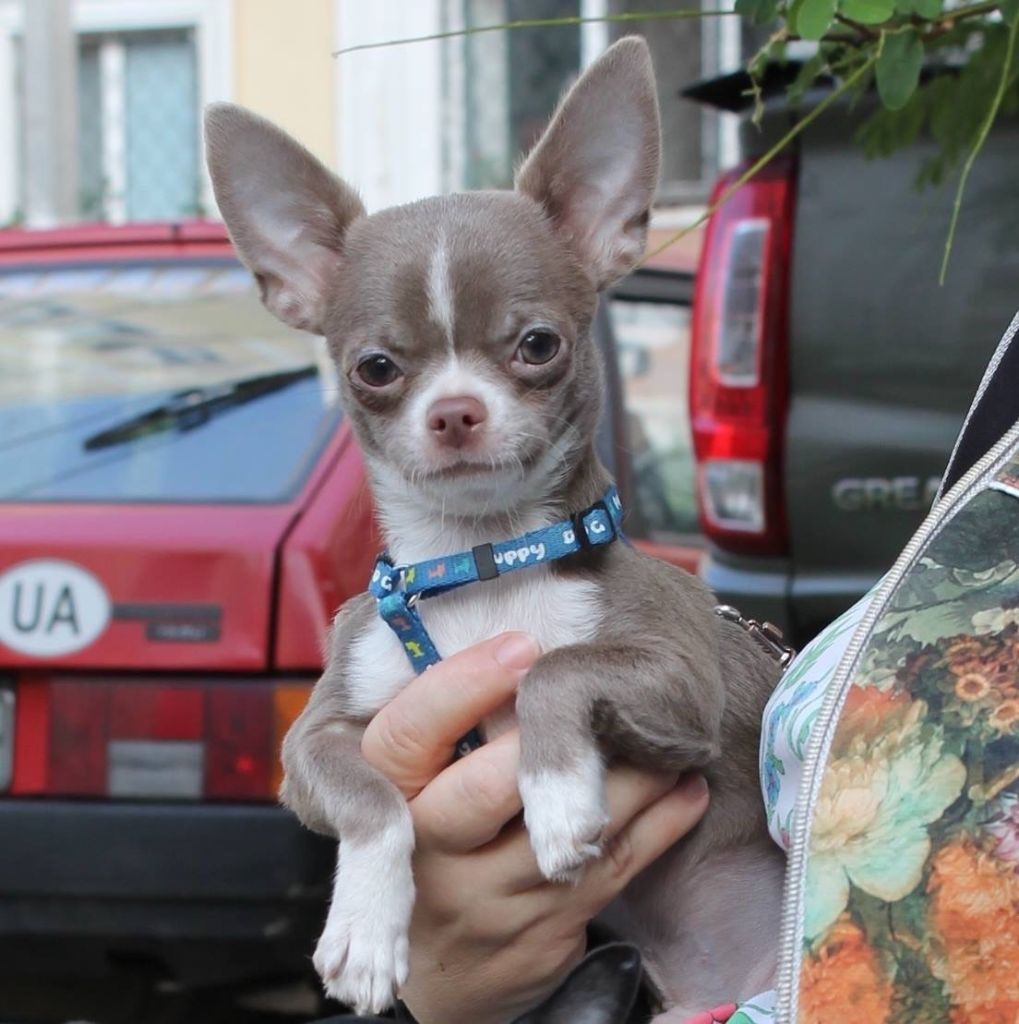 Publication : Des Folie's Louise De Vances