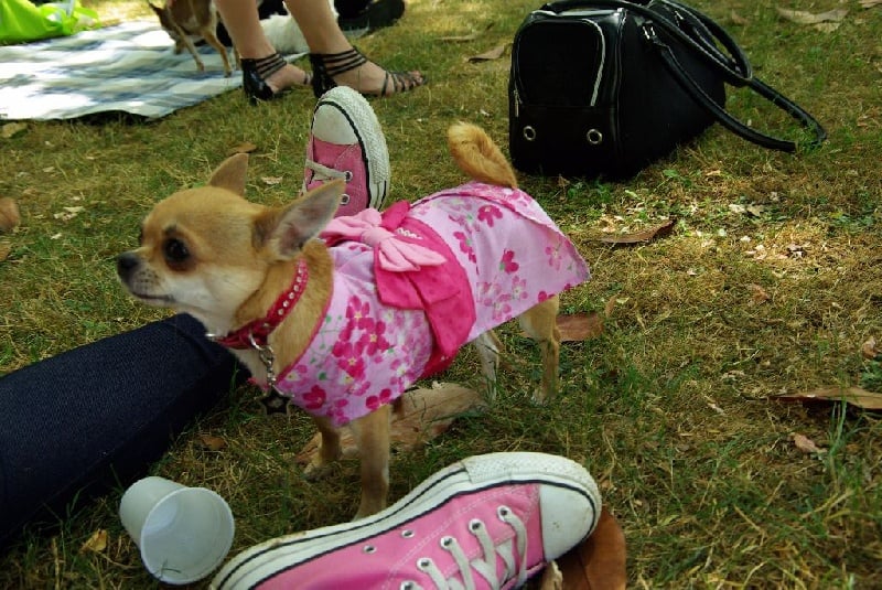 Hurry up of Angel Village