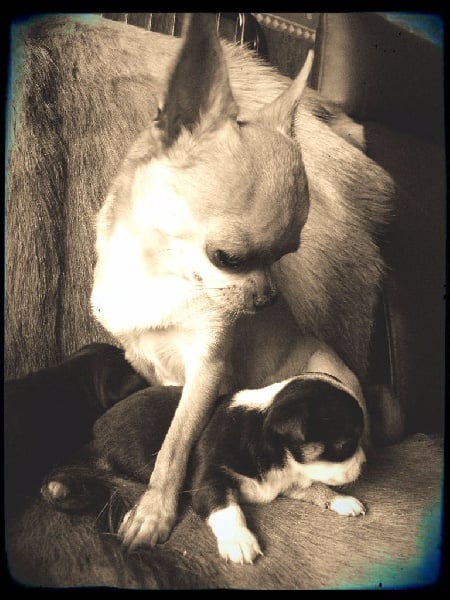 Hurry up of Angel Village