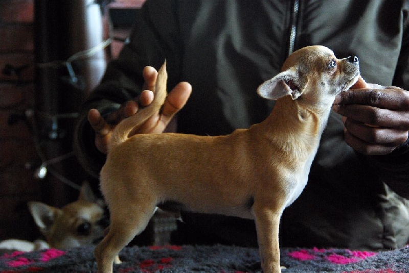 Publication : Des Folie's Louise De Vances Auteur : KLG