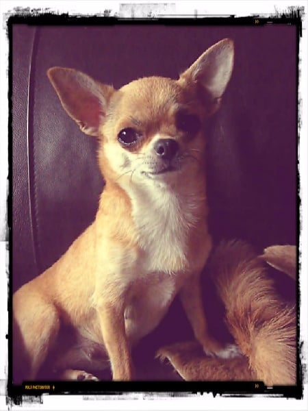 Hurry up of Angel Village