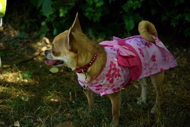 Hurry up of Angel Village