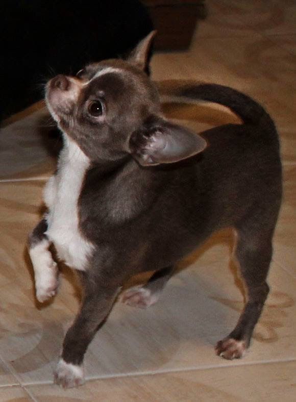 Publication : Des Folie's Louise De Vances