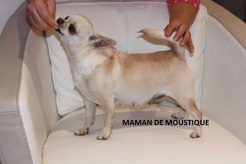 Publication : Des Folie's Louise De Vances Auteur : KLG