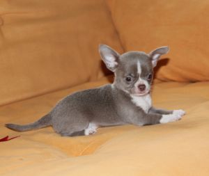 Publication : Des Folie's Louise De Vances