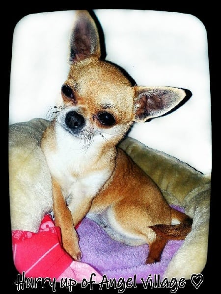 Hurry up of Angel Village