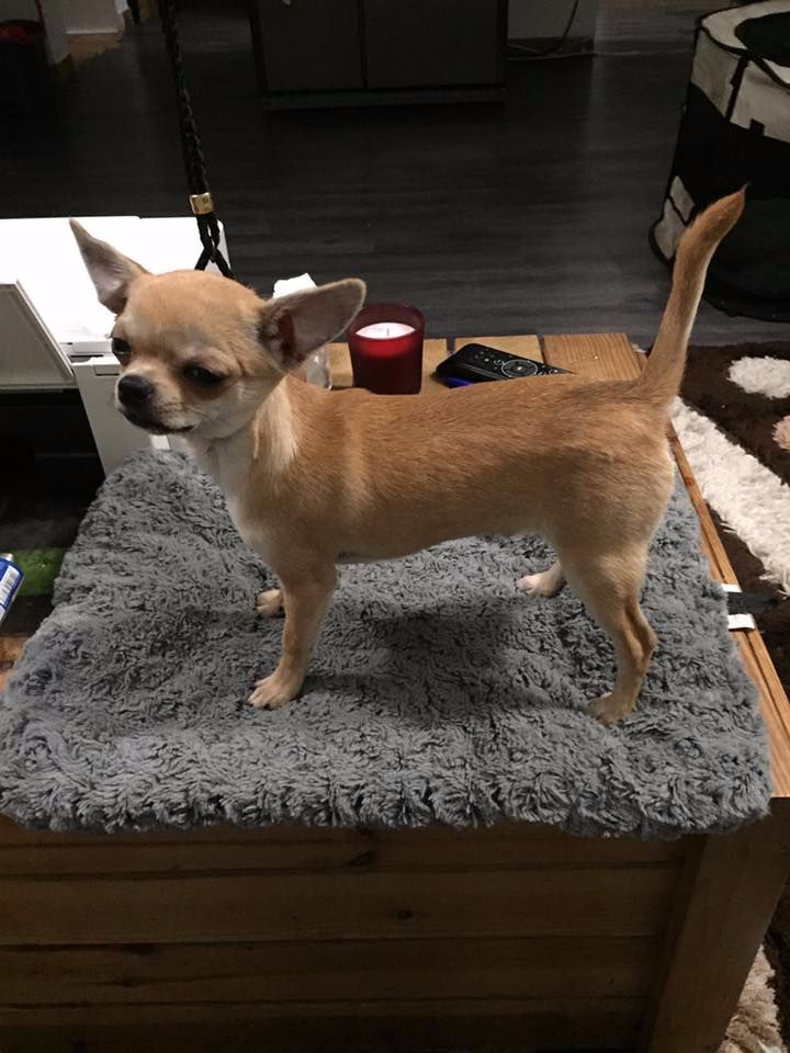 Moustique Des Barons De Maule - prometteur en classe baby