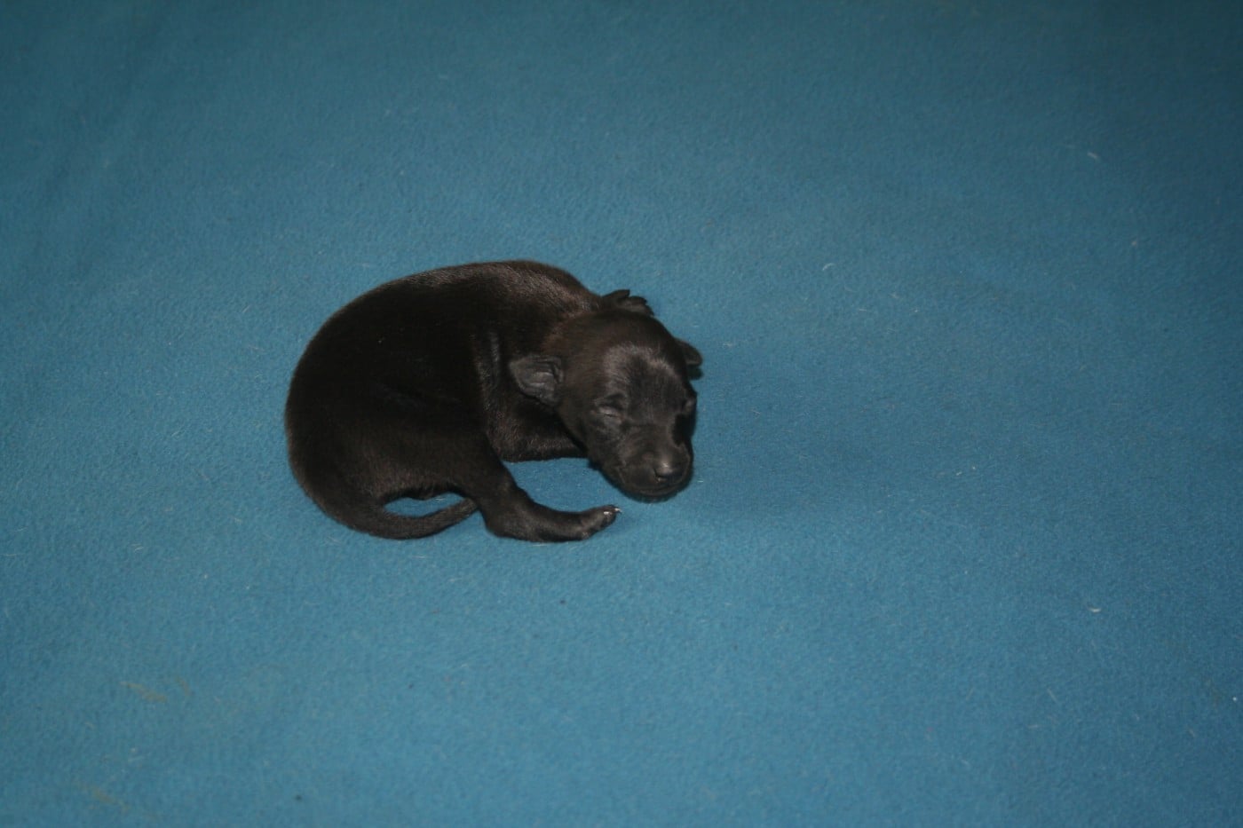 CHIOT 2 - Petit Levrier Italien