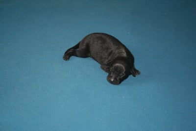 Les chiots de Petit Levrier Italien