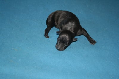Les chiots de Petit Levrier Italien
